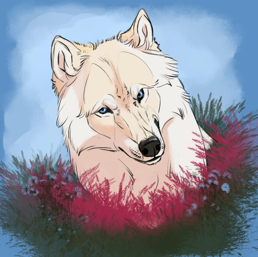 Белый волк с рыжей головой